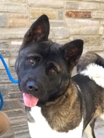 Delilah is a 1 year old spayed female Akita with a puppy like personality who was abandoned and fended for herself for weeks until caught. She's a very friendly, playful 80 lb. girl who likes attention and is good around other dogs. She deserves an Akita loving family who will keep her well socialized with lots of interactive play and affection. 
