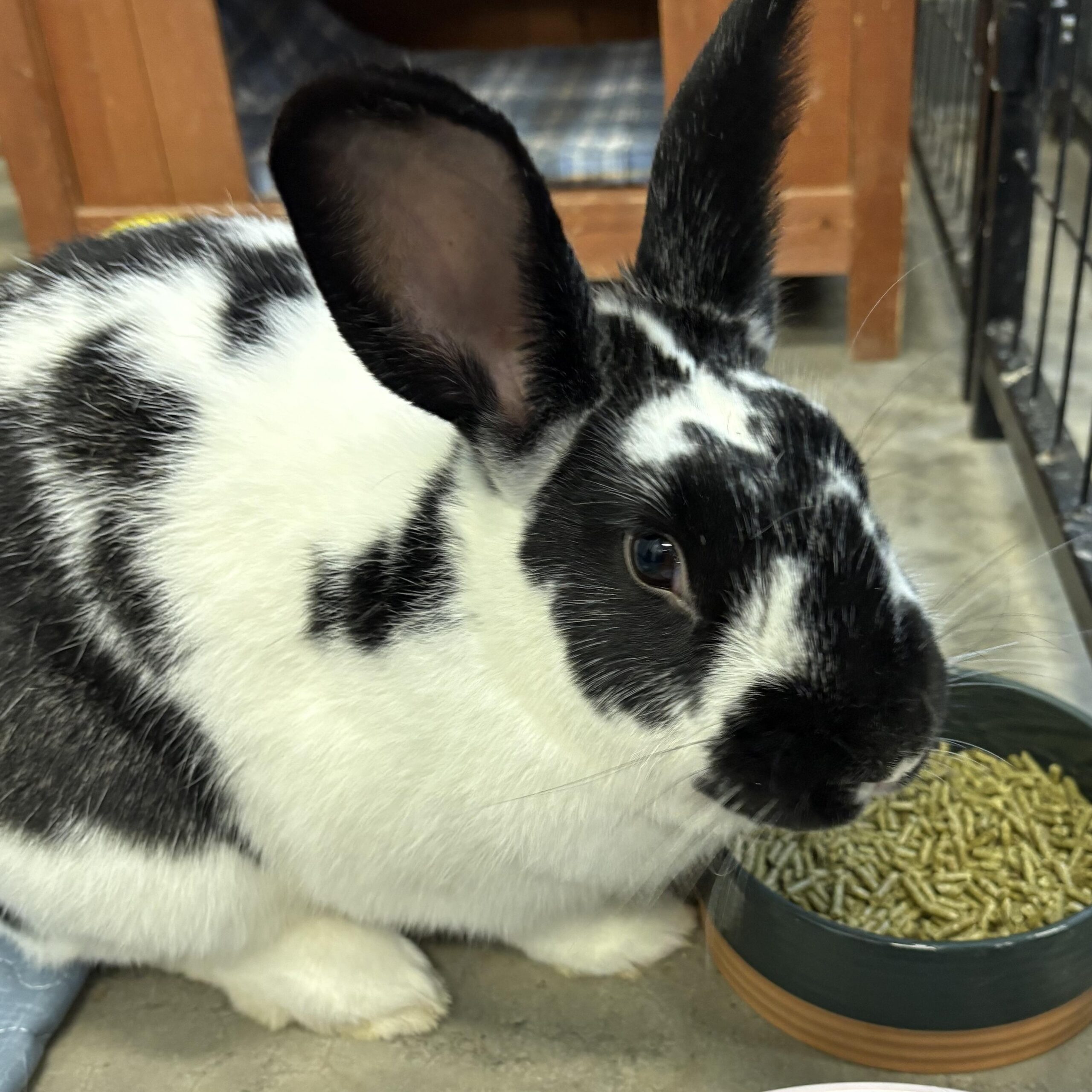 RABBITT | Warwick Valley Humane Society